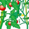 Takagi Sun Garden Tying Soft Wire Diameter 2.0 x 16.4