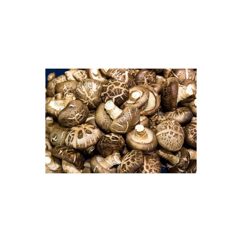 Heng Fai Shiitake Natural Money Mushroom 100 g