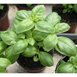 RAISE ME UP: Seeds Sweet Basil Indoor Green Herbs Non GMO Heirloom