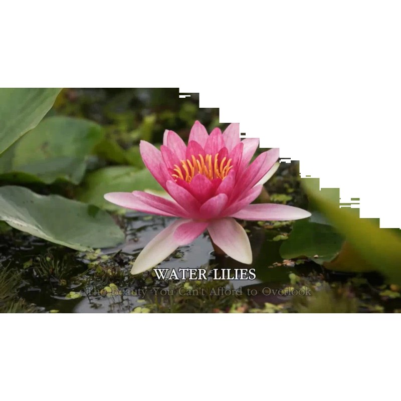 4 Pack Live Hardy Water Lilies Pre-Grown Tuber Rhizome Orange,
