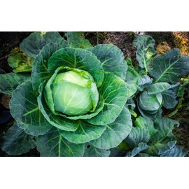 1000 Brunswick Cabbage Seeds for Planting 4+ Grams of Seeds Non GMO Heirloom USA Harvested Similar to Golden Acre Cabbage and Copenhagen Cabbage