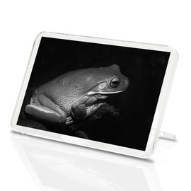 1 x Fridge Magnet - Tree Frog Amphibian #35508