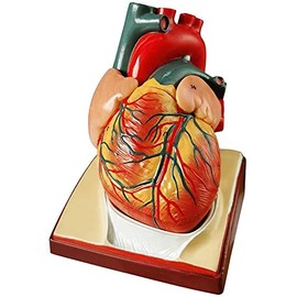 2021 latest design life size human heart model, two parts 1:1 diaphragm and pericardial-based anatomical heart model