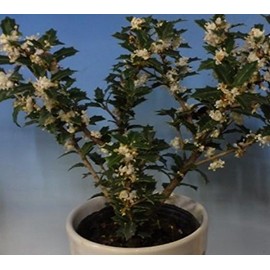 Fragrant Princess Dwarf Tea Olive ( 'Kaori Hime' osmanthus ) - Live Plant - Quart Pot