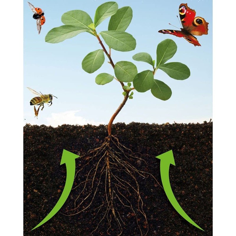 Growing Success 20300573 Natural Power Disease & Fungus 800ml RTU,