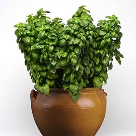 Eden Brothers Basil Seeds - Everleaf Genovese Non-GMO Seeds for Planting, Packet | Low-Maintenance Herb Seeds, Plant During Spring Season, Zones 10, 3, 4, 5, 6, 7, 8, 9