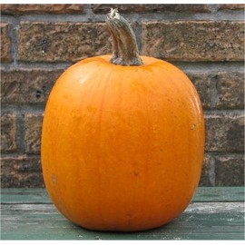 Pumpkin Jack'o Lantern Great Heirloom Vegetable by Seed Kingdom BULK 5 Lb Seeds
