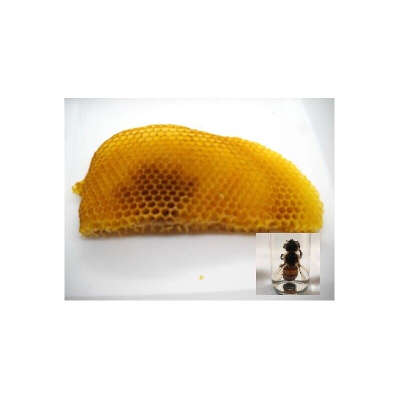 1 Freshly Dried Real USA Honeybee Natural Honeycomb + 12