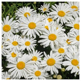 Everwilde Farms - 1/4 Lb Silver Princess Shasta Daisy Wildflower Seeds - Gold Vault
