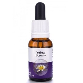 Living Essences Yellow Boronia 100ml