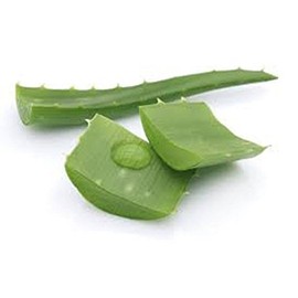 Aloe Vera Leaves, 1 Ct.