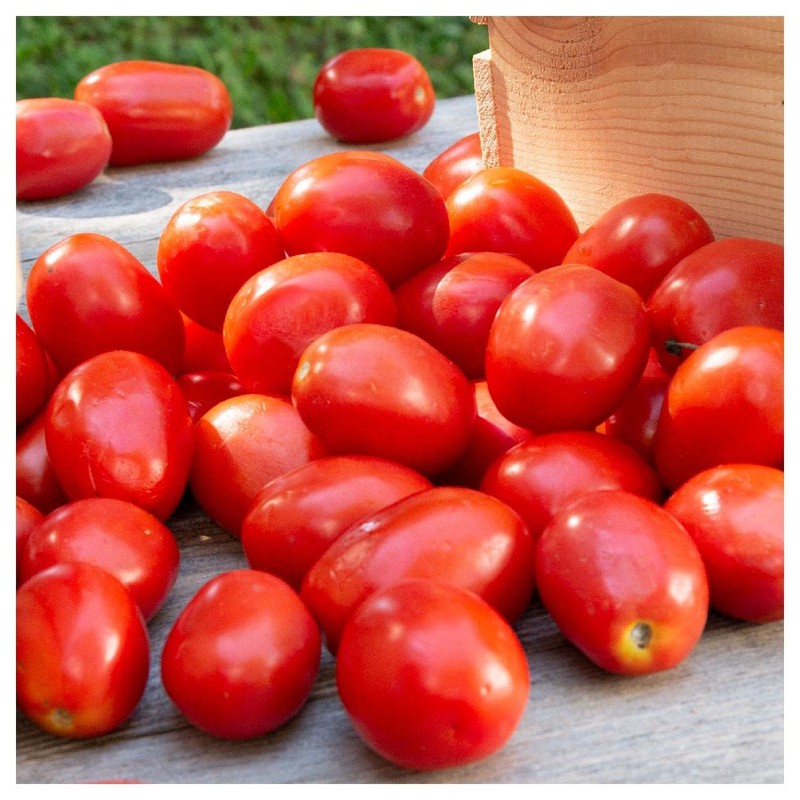 Everwilde Farms - 1 Lb Roma Tomato Seeds - Gold