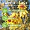 10+ Seeds Perennial Chimonanthus Praecox Odorant Shrub Seeds for Planting