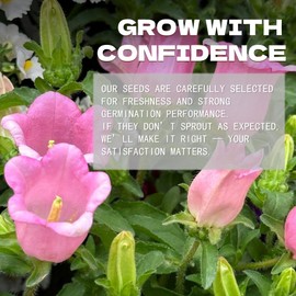 Rose Pink Campanula Bellflower Seeds Pack - Beautiful Garden Flowers Seeds