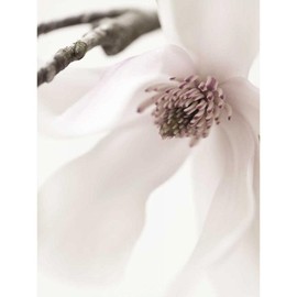 ArtDirect Zalewski, Christine 19x24 Gallery Wrapped Canvas Museum Art Titled: Magnolia Blush I