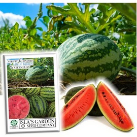 Striped Klondike Blue Ribbon Watermelon Seeds for Planting, 100+ Heirloom Seeds Per Packet, (Isla's Garden Seeds), Non GMO Seeds, Botanical Name: Citrullus lanatus, Great Home Garden Gift