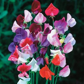 SeedsUP - 20+ Seeds Fragrant Sweet Pea Mix - Flower Multicolor