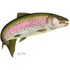 CafePress Rainbow Trout 1 Rectangle Bumper Sticker Car Decal