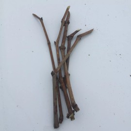 Vine 6pcs Japanese Kyoho grape cuttings     US seller