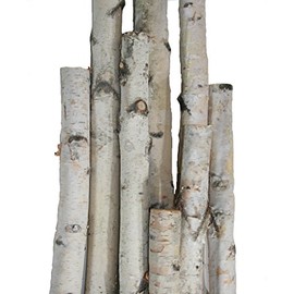 White Birch Pole Pack (Large) Set of 3 White Birch Poles: 1.5-2.5 inch Diameter x 5, 6, and 7 feet Long