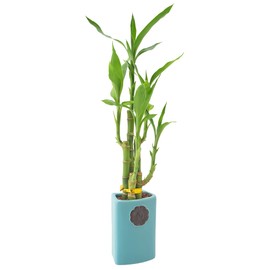 Arcadia Garden Products LV29 5-Stem Lucky Bamboo, Live Indoor Plant in Contour II Ceramic Planter for Home, Work, or Gift, Teal