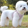 Kuveela Pet Harness and Leash Set, for Dogs and Cats,