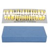 1:1 Scale Permanent Tooth Model 32pcs Dual Colors Permanent Resin