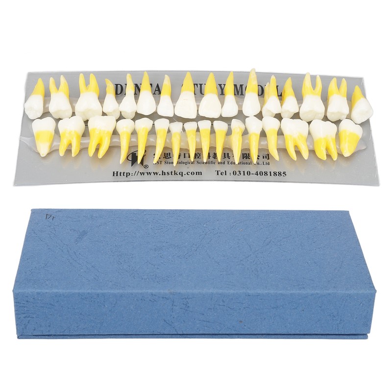 1:1 Scale Permanent Tooth Model 32pcs Dual Colors Permanent Resin
