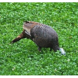 Feeders Outdoors 10lbs JUMBO LADINO WHITE CLOVER Seed For Deer Food Plot Turkey Very Large Leaf