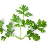 Cilantro Seeds - Leisure - 5 Lb Bulk ~160000 Seeds