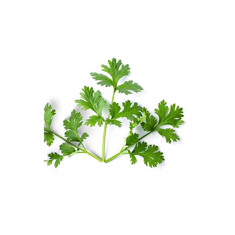 Cilantro Seeds - Leisure - 5 Lb Bulk ~160000 Seeds