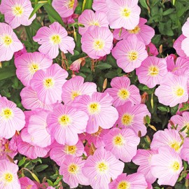 Outsidepride Showy Evening Primrose Flower Seeds - 5000 Seeds