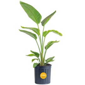 Costa Farms White Bird of Paradise, Live Indoor Plant in Nursery Plant Pot, Potting Soil Mix, Tropical Air Purifying Houseplant, Home and Office Decor, Unique Plant Gift, 3-4 Feet Tall