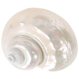 Toddmomy Hermit Crab Shells - 9cm Iridescent Turbo Seashells Pearl White Natural Sea Shells Crab for Hermit Crab Supplies