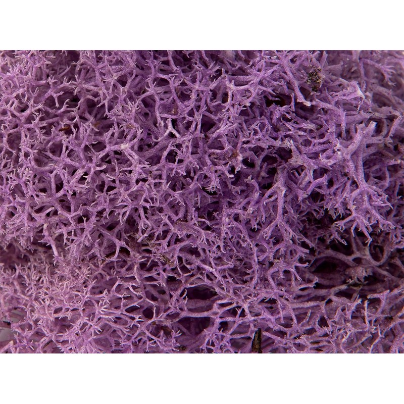 SuperMoss (25158) Reindeer Moss Preserved, Lavender, 8oz Bag