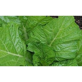 1200 Florida Broadleaf Mustard Seeds for Planting 4+ Grams of Seeds Heirloom Non GMO Vegetable Garden Sprouts