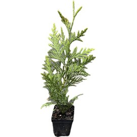 Generic Thuja Arborvitae Green Giant Qty 30 Live Trees Evergreen Privacy, Bronze,Green