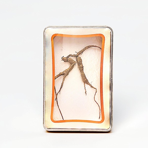 FERMALIFE 100% Pure Wild American Ginseng - Handpicked, Natural, Authenticated