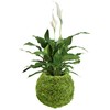 Arcadia Garden Products KO02 Kokedama-6.5 x 5.9”, Set of 2,