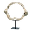 Design Toscano Shark Jaws Jagged Teeth Statue on Display Stand,