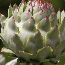 Everwilde Farms - 50 Purple Romagna Artichoke Seeds - Gold Vault Jumbo Seed Packet