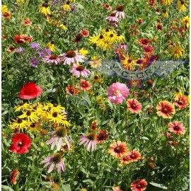 Womack Farm Midwestern Wildflower Mix,  200+ Flower Seeds. Non-Gmo~ Heirloom~USA~ Free Ship.