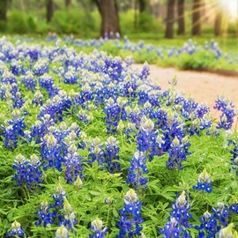 1000+ Texas Bluebonnet Seeds for Planting - Annual Lupinus Texensis, Heirloom Quality, Drought-Tolerant Wildflower Seeds Attracts Pollinators