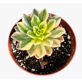 Rare Live Succulent Cactus Plants for Home Office Decor (4"Pot Aeonium Sweet Tea)
