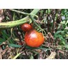 Dark Galaxy Heirloom Tomato Premium Seed Packet