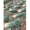 Atlas Scallion Onion Vegetable Seeds - Over 10,00 Seeds