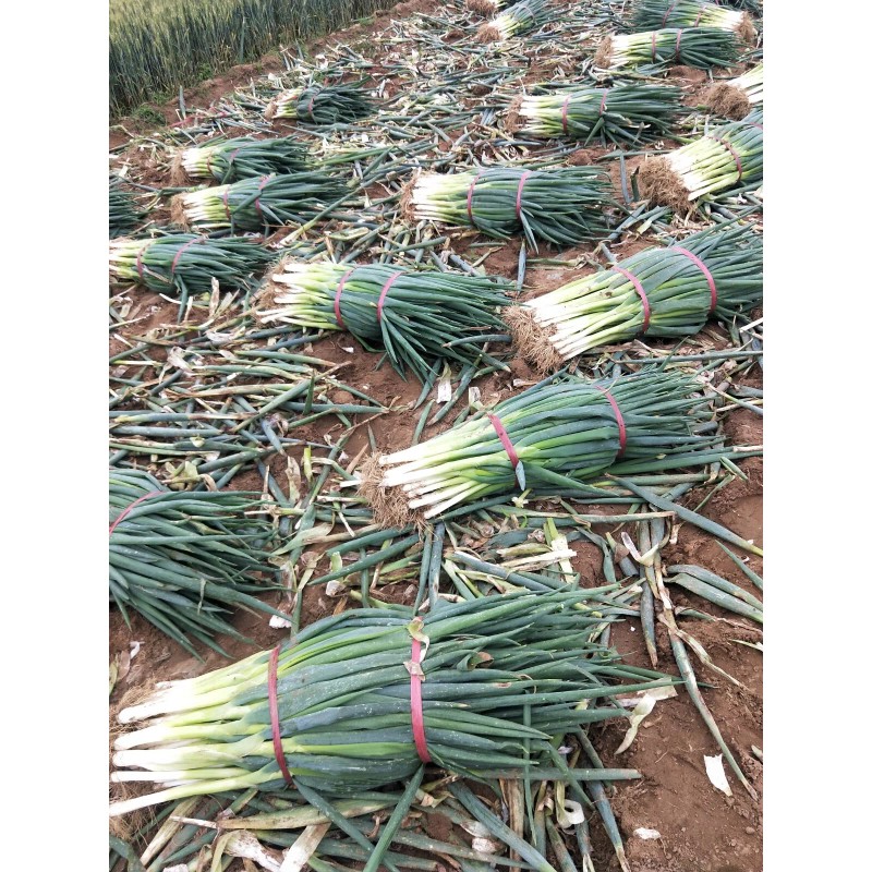 Atlas Scallion Onion Vegetable Seeds - Over 10,00 Seeds
