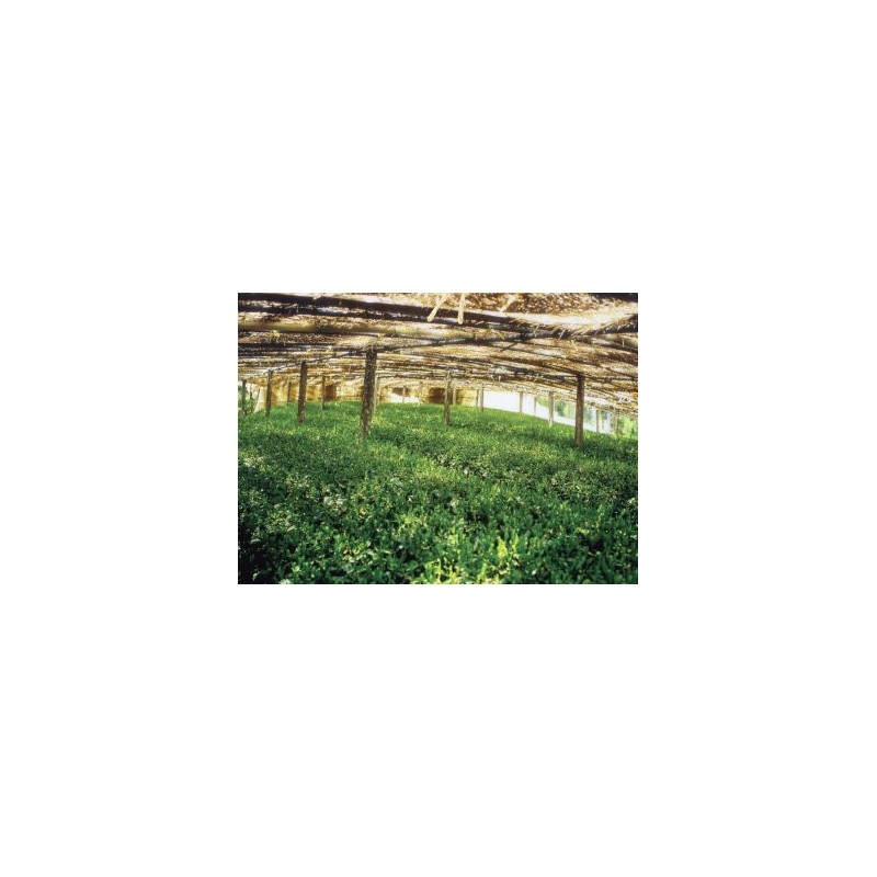 Japanese Premium Yame Gyokuro Green Tea White Label 100g (3.52oz)