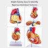 Human Heart Model – Life-Size Medical Teaching Heart with Numbered