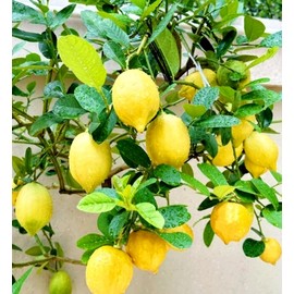 30PCS Meyer Lemon Seeds Delicious Fruit Citrus Fruit Garden Tree Seeds Heirloom